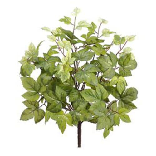 MAPLE LEAF BUSH