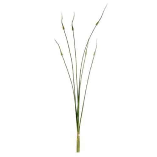 ONION BUNDLE