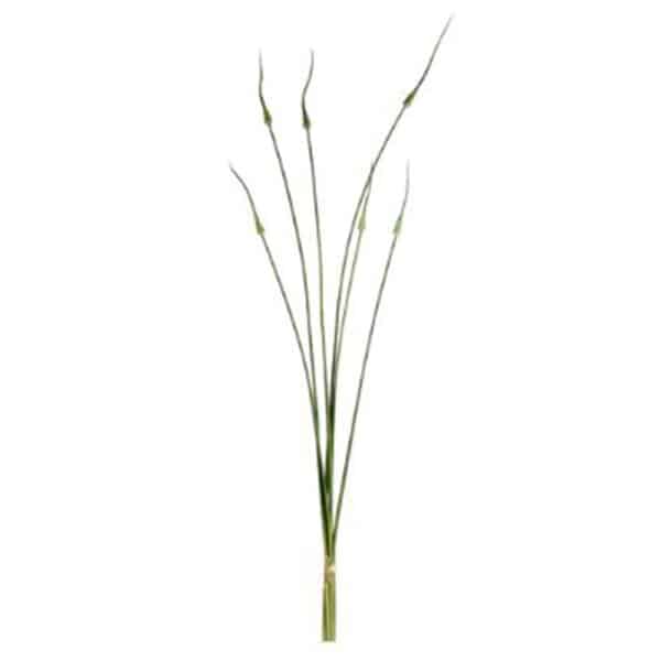 ONION BUNDLE